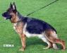 Larissa vom Frankengold Picture