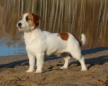 Inverbrae Ambassador