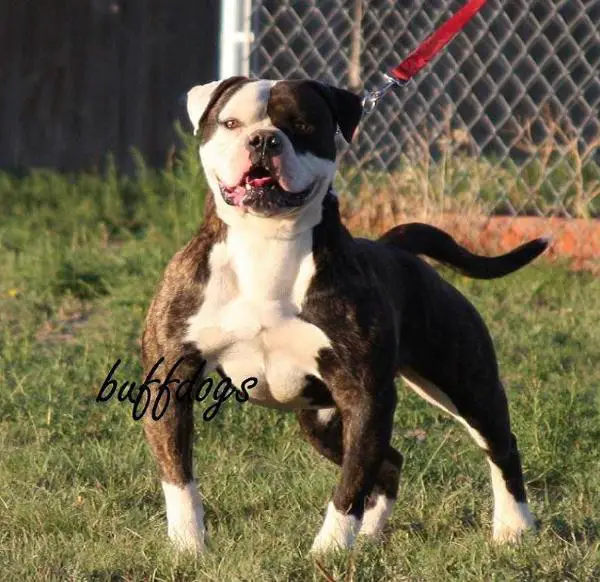 Rocky of Bolderbullies