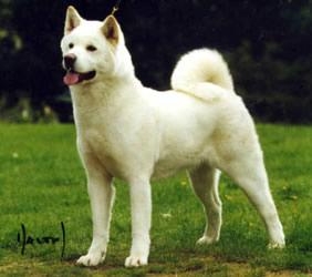 UK CH Nosferatu Artic Fox