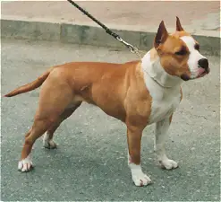 Qualitte Tipit Z Hanky