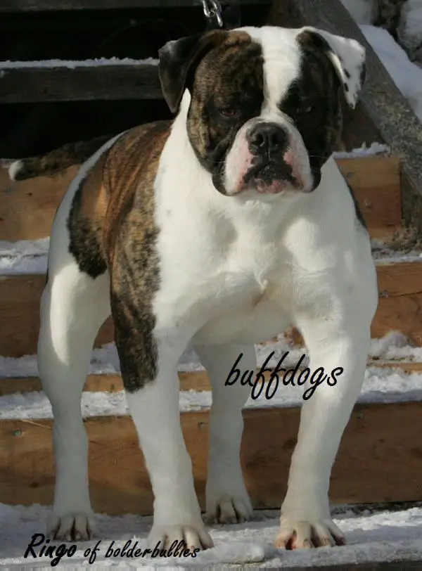 Ringo of Bolderbullies