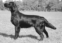 Moonstruck Kickstart My Heart