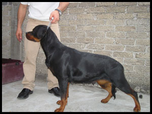 Flocky de Breogan