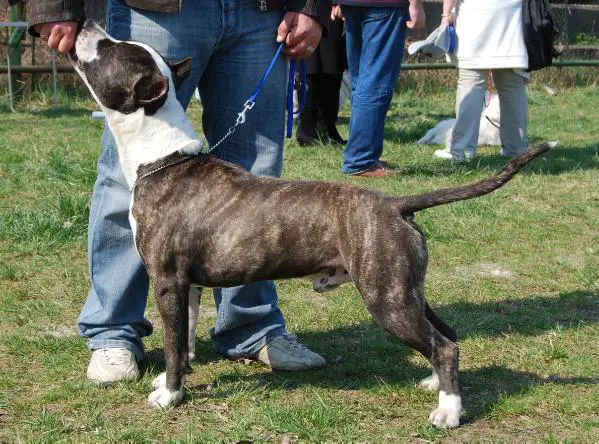 Praetorian Staff Cornel