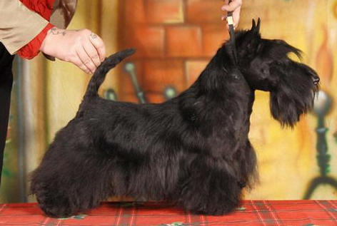 INT,IT,GR,RO,BG CH. Grandguignol Genius