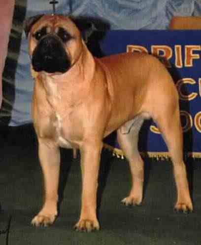 GB CH RED VELVET KNIGHT OF BUNSORO