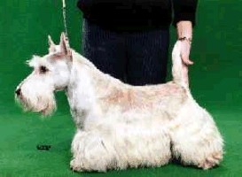 ICH., CH. CZ, CH. SK Chess Tried And True