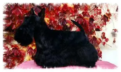 ICH., CH. CZ, CH. SK Escot Downtown Ganymed