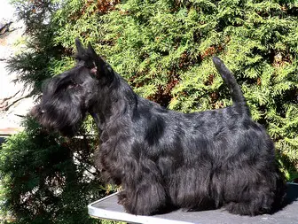 HJCH Carmen z.Muskatove Zahrady