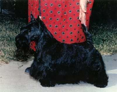 Bassie of Lomondview