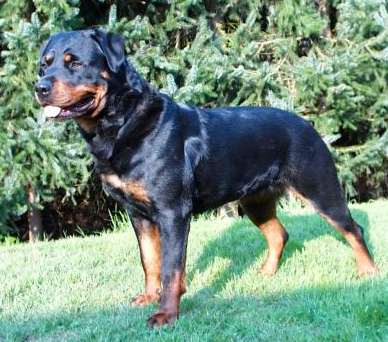 Yessy vom Kuchenberg