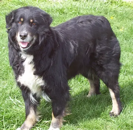 Crestwyn Geronimo Of J-Glen