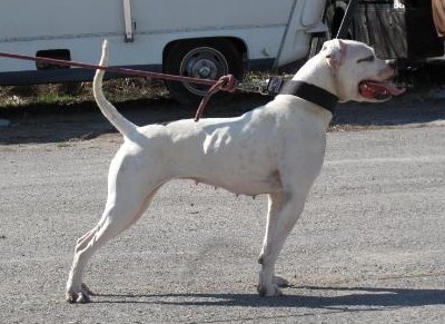 DUAL CH Bear Essential of C&S Farm