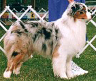 AKC CH Kaleidoscope Boy Oh Boy