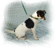 Hall's Carlo Susanna