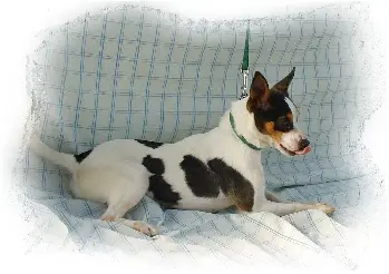 Hall's Adorable Doll