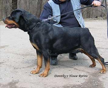 Doroti from House Rotvis