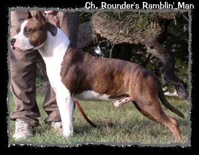 CH Rounder's Rambling Man