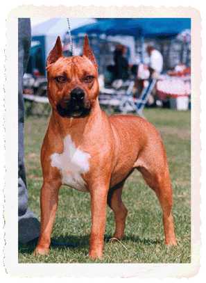 CH Rounder's Cinnamon Twist