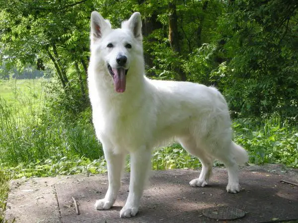 Jogi Yukon vom Altvilstal