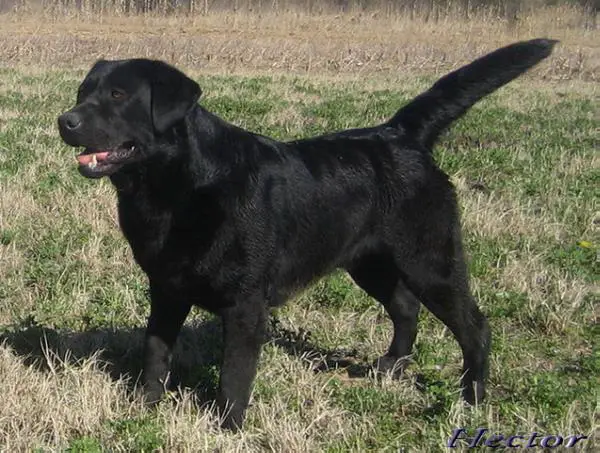 CH Hector the House of Master River