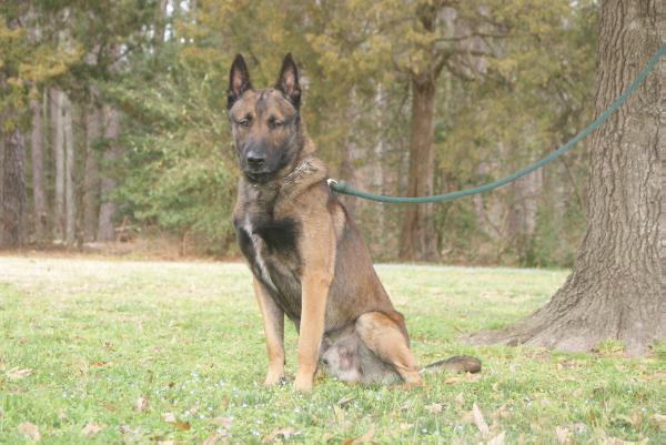 Dante Of Braveheart Oradinum