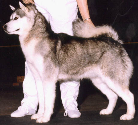 CAN CH Sledgerunner Keikewabic Miki