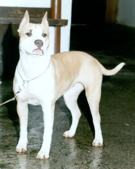 Ivana Franstal of Tower