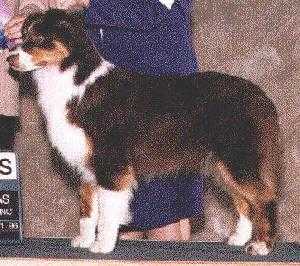 AKC CH Mckays The Heat Is On