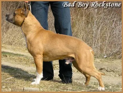Bad Boy Rockstone