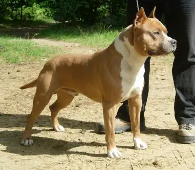 Ultimo Tiann