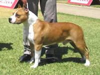 MULTI CH Karballido Staffs Sport Edition Seul