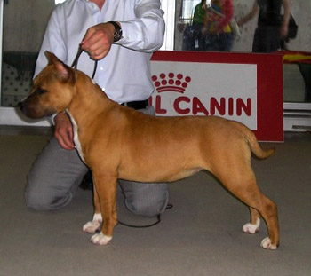 Karballido Staffs Honey Moon