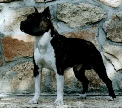 Benmars Blueberry Patriot