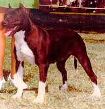 CH 'PR' Calamity Of Tufftown