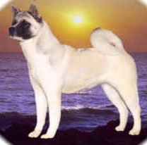 AKC CH Toshimi's Virtual Image