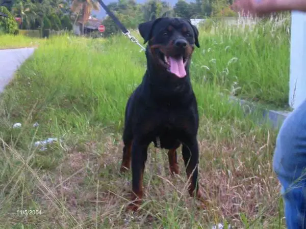 MALCH Hillviewken Warrabilla