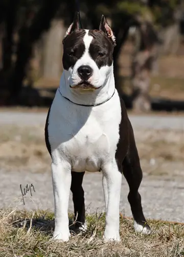 CH Shadow for Copy Paste girl