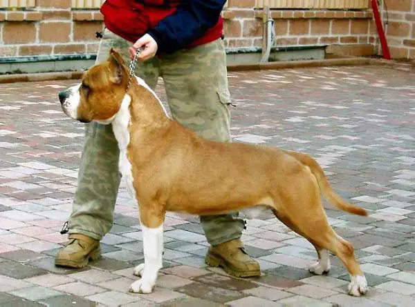 Royal Courts Rough And Ready