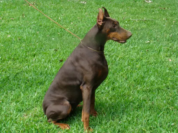 Rossiiskiy Kolorit Stefania Kahlua