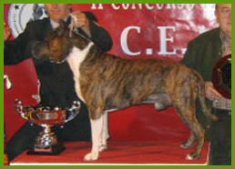 Starman de Ngorong-Ngorong