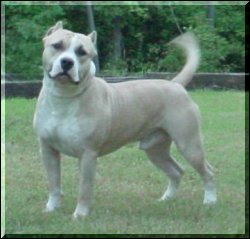 CH Hilltop's Lawless Wandyl