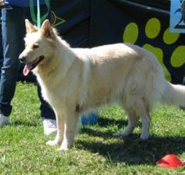 Christensen's Kimba