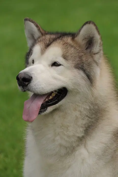 JCH PL, CH PL Akela Ayatok z Radockiej Gory.