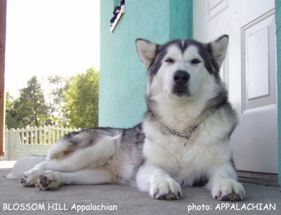 CH.PL Blossom Hill Appalachian