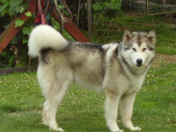 CH Ice in The Hair Appalachian