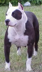 GRCH 'PR' Buenos Aires Nuclear Chaos In NV