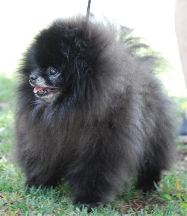 Finch's Dynomite at Showcase