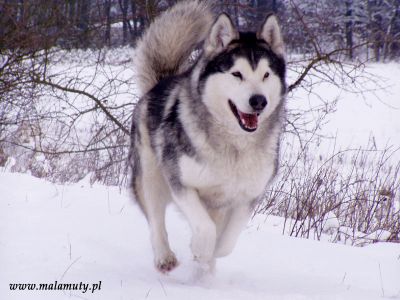 Ch. PL Lady Snow Storm Huk Amarok